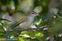 Red-eyed Vireo, Fire Island, Suffolk County, NY, Veryl Witmer
