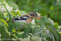 Rose-breasted Grosbeak, Central Park, NY, Veryl Witmer