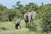 Elephant, Kruger National Park, Mpumalanga, South Africa, baby, elephants