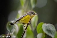 Magnolia Warbler, Central Park, NY, Veryl Witmer