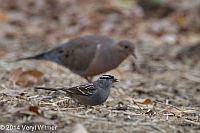 Veryl, Witmer, White-crowned Sparrow (and Mourning Dove), Central Park, NY, October 7, 2014