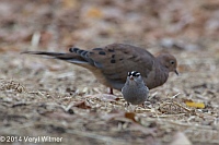 White-crowned Sparrow (and Mourning Dove), Central Park, Veryl, WitmerCentral Park, NYOctober 7, 2014