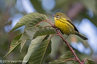 Veryl Witmer, Prairie Warbler, Central Park, NY