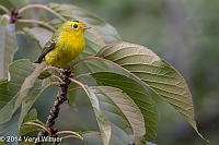 Veryl Witmer, Wilson's Warbler, Central Park, NY