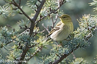 Veryl, Witmer, Blackpoll Warbler, Fire Island, Suffolk County