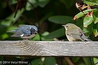 Veryl Witmer, Black-throated Blue Warbler, (male and female), Fire Island, Suffolk County