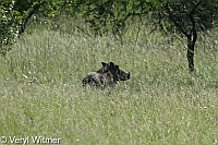 Kruger National Park, Mpumalanga, South Africa, Warthog