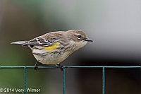 Veryl, Witmer, Yellow-rumped Warbler, Fire Island, Suffolk County