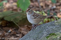 Veryl, Witmer, White-crowned Sparrow, Immature, Central Park, NY