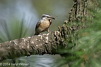 Veryl Witmer, Red-breasted Nuthatch, Central Park, NY