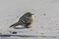 Fire Island, Veryl Witmer, Ruby-crowned KingletFire Island, Suffolk County, NY