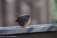 Veryl, Witmer, Winter Wren, Fire Island, Suffolk County, NY