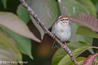 Veryl Witmer, Chipping Sparrow, Central Park, NY