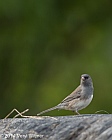 Veryl, Witmer, Dark-eyed Junco, Central Park, NY