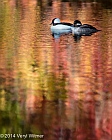 Veryl Witmer, Buffleheads, The Pool, Central Park, NY