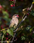 Veryl, Witmer, Cedar Waxwing, Central Park, NY