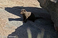 Dwarf Mongoose, Kruger National Park, Mpumalanga, South Africa