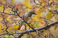 Veryl, Witmer, Cedar Waxwing, Central Park, NY