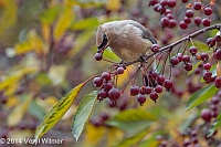 Veryl, Witmer, Cedar Waxwing, Central Park, NY