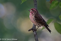Veryl Witmer, Purple Finch, The Ramble, Central Park, NY