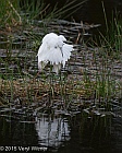 Preen Gland, Veryl Witmer, Little Blue Heron, Juvenile, Wakodahatchee Wetlands, Palm Beach County, FL