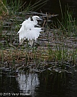 Preen Gland, Veryl Witmer, Little Blue Heron, Juvenile, Wakodahatchee Wetlands, Palm Beach County, FL