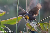 Veryl, Witmer, Yellow-headed Blackbird, Wakodahatchee Wetlands, Palm Beach County, FL