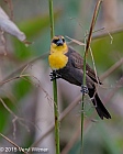 Veryl, Witmer, Yellow-headed Blackbird, Wakodahatchee Wetlands, Palm Beach County, FL