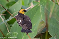 Veryl, Witmer, Yellow-headed Blackbird, Wakodahatchee Wetlands, Palm Beach County, FL