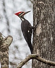 Veryl Witmer, Pileated Woodpecker, Six Mile Cypress Slough Preserve, Lee County, FL