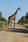 Giraffe, Kruger National Park, Mpumalanga, South Africa, on gravel road