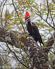 Veryl Witmer, Pileated Woodpecker, Six Mile Cypress Slough Preserve, Lee County, FL