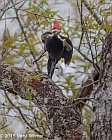 Veryl Witmer, Pileated Woodpecker, Six Mile Cypress Slough Preserve, Lee County, FL