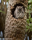 Veryl Witmer, Eastern Screech-Owl, Lovers Key State Park, Lee County, FL