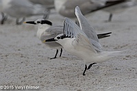 Veryl Witmer, Sandwich Tern, Lovers Key State Park, Lee County, FL
