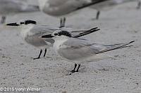 Veryl Witmer, Sandwich Tern, Lovers Key State Park, Lee County, FL