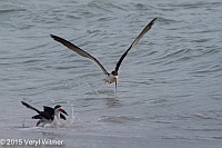 Veryl Witmer, Black Skimmer, Lovers Key State Park, Lee County, FL