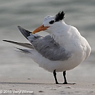 Veryl, Witmer, Royal Tern, Lovers Key State Park, Lee County, FL