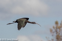 Veryl, Witmer, Glossy Ibis, Green Cay Wetlands, Palm Beach County, FL