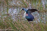 Veryl, Witmer, Purple Swamphen, Green Cay Wetlands, Palm Beach County, FL