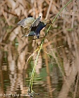 Veryl Witmer, Purple Gallinule, Juvenile, Cay Wetlands, Palm Beach County, FL