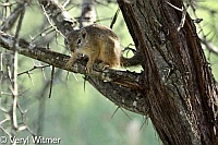 Kruger National Park, Mpumalanga, South Africa, Tree Squirrel