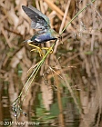 Veryl Witmer, Purple Gallinule, Juvenile, Green Cay Wetlands, Palm Beach County, FL