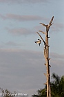 Veryl Witmer, Belted Kingfisher, Green Cay Wetlands, Palm Beach County, FL