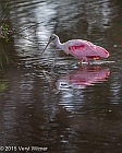 Veryl Witmer, Roseate Spoonbill, Wakodahatchee Wetlands, Palm Beach County, FL