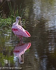 Veryl Witmer, Roseate Spoonbill, Wakodahatchee Wetlands, Palm Beach County, FL