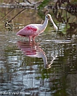 Veryl Witmer, Roseate Spoonbill, Wakodahatchee Wetlands, Palm Beach County, FL