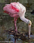 Veryl Witmer, Roseate Spoonbill, Wakodahatchee Wetlands, Palm Beach County, FL
