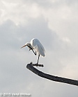 Veryl Witmer, Great Egret, Wakodahatchee Wetlands, Palm Beach County, FL