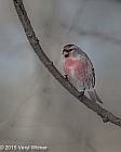 Veryl Witmer, Common Redpoll, Central Park, New York, NY